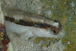 Fishs - Gobius geniporus by Vito Lorusso 
